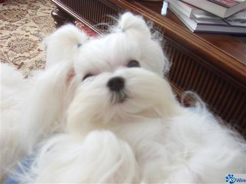 To adopt a Maltese is to know Love 