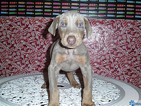ADOREABLE FAWN AND RUST 8 WEEK OLD DOBERMAN PUPPY !